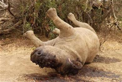 Σε κίνδυνο οι ρινόκεροι της Νοτίου Αφρικής