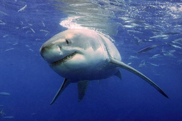 Αυστραλία: Δεκάδες υβρίδια καρχαριών ανακάλυψαν επιστήμονες