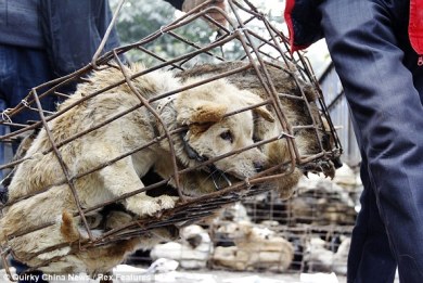 Κίνα: 1500 σκυλιά διασώθηκαν λίγο πριν καταλήξουν σε σφαγεία