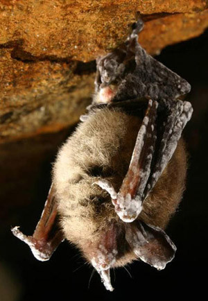 «Σύνδρομο της Λευκής Μύτης»: Η μάχη για τις νυχτερίδες