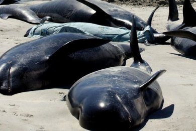 Περίπου 100 φάλαινες πιλότοι ξεβράστηκαν σε παραλία στο Νότιο Νησί της Νέας Ζηλανδίας