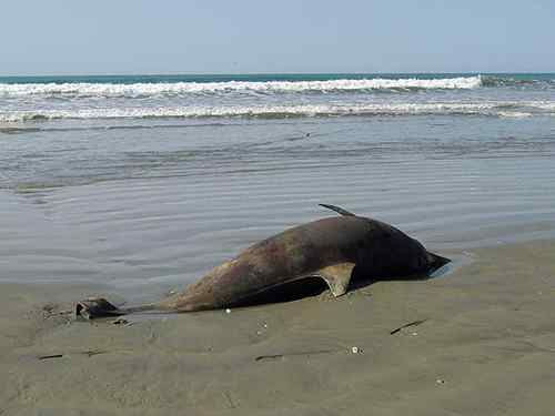 Εκατοντάδες νεκρά δελφίνια στο Περού