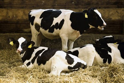 Greenpeace κατά τεσσάρων γαλακτοβιομηχανιών για μεταλλαγμένες ζωοτροφές