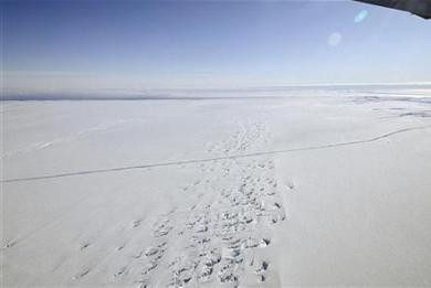Ξένοι σπόροι απειλούν το οικοσύστημα της Ανταρκτικής