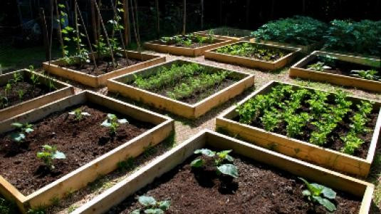 Περίπου 5.000 Θεσσαλονικείς θέλουν να φτιάξουν το δικό τους λαχανόκηπο στο ΑΠΘ