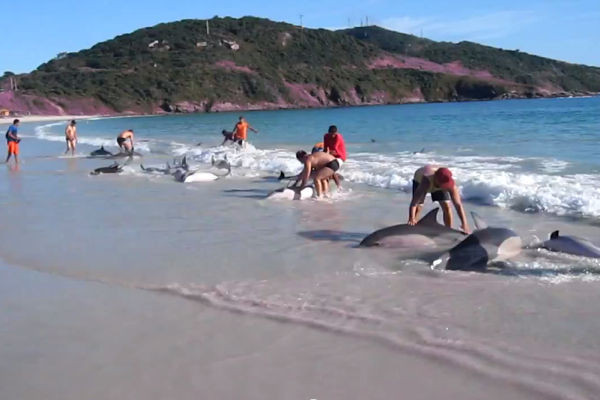 Βραζιλία: Τριάντα δελφίνια βγήκαν στις ακτές του Ρίο Ντε Τζανέιρο