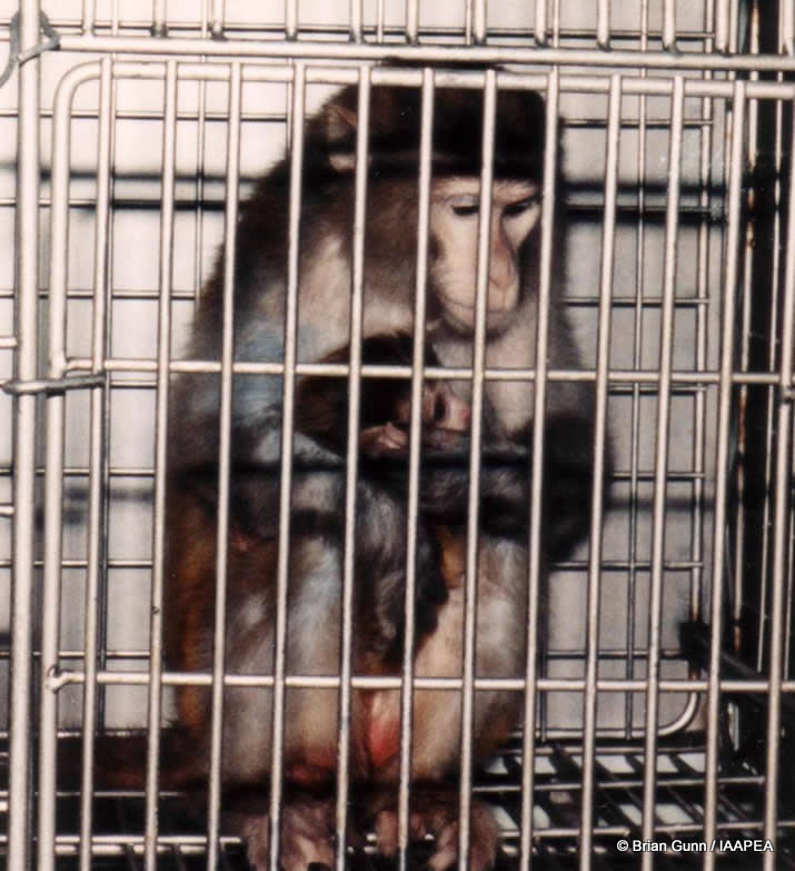 Η μάχη για τα πειραματόζωα και τα δικαιώματα των ζώων