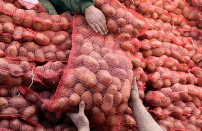 Λάρισα: Αλλοι 100 τόνοι πατάτες σε 1.600 οικογένειες