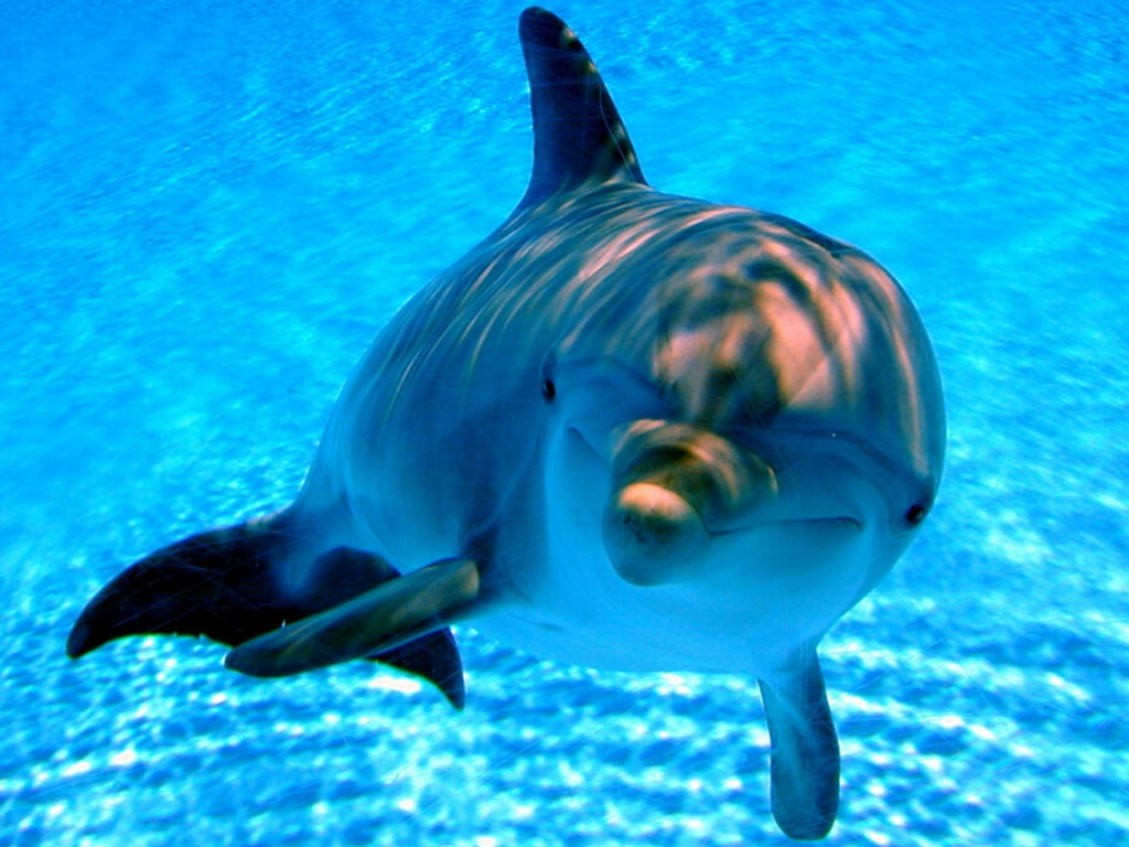 Σταματούν σεισμικές έρευνες στη Λουιζιάνα ώστε να προστατέψουν τα δελφίνια