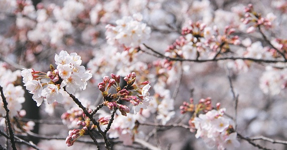 Οι «ανθισμένες κερασιές» στην Ιαπωνία, μία μαγική εικόνα