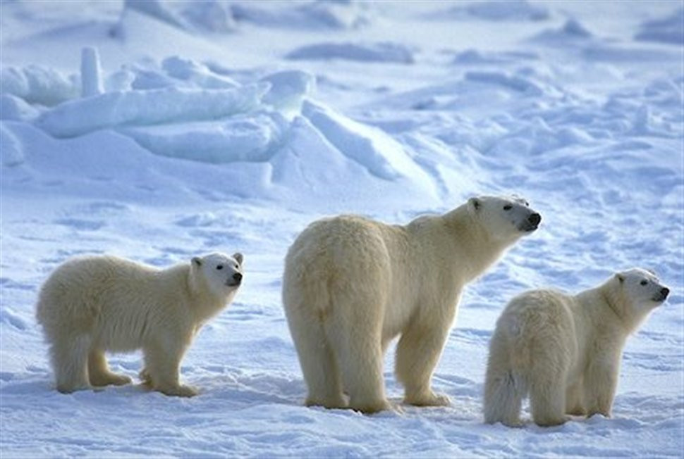 Αλάσκα: Ανεξήγητη ασθένεια πλήττει πολικές αρκούδες και φώκιες