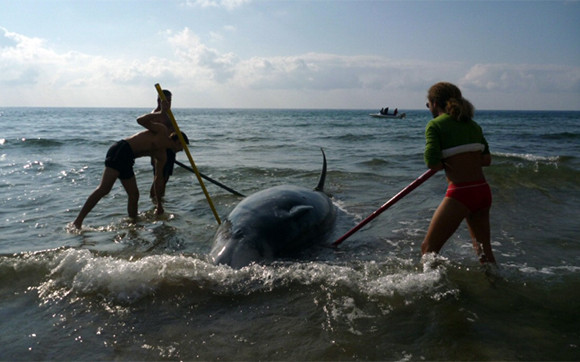 Τα στρατιωτικά σόναρ ήταν η αιτία του εκβρασμού των δελφινιών στην Κέρκυρα