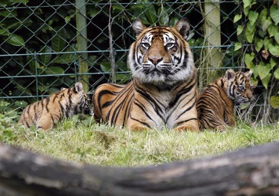 Επικίνδυνοι οι ζωολογικοί κήποι για τα άγρια ζώα