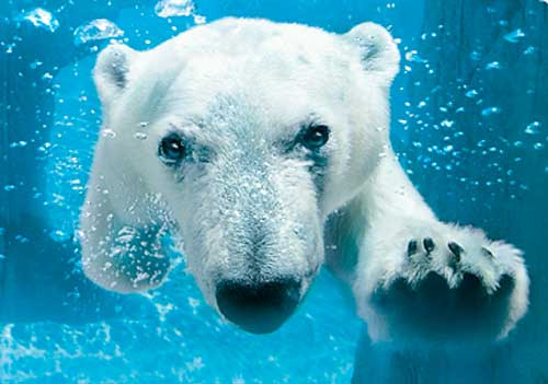 Πολικές αρκούδες μπορούν και κολυμπούν εκατοντάδες μίλια μακριά συνεχόμενα