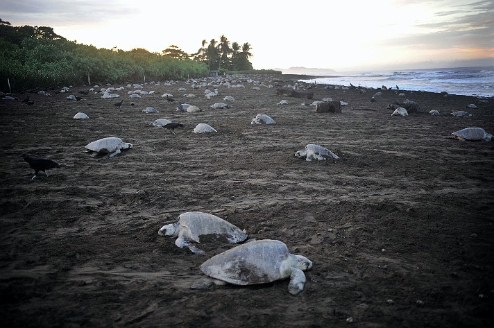 Κόστα Ρίκα: Ένα «νόμιμο» έγκλημα σε βάρος των θαλάσσιων χελωνών