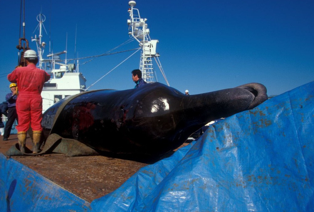 Ιαπωνία: Απούλητοι έμειναν τόνοι κρέατος φαλαινών