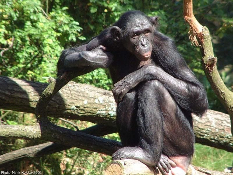 Ο άνθρωπος έχει σχεδόν 99% κοινό DNA με τους «φιλειρηνιστές» Μπονόμπο