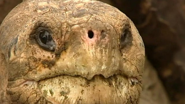 Πέθανε ο «μοναχικός Χόρχε»: η τελευταία χελώνα Πίντα των Γκαλαπάγκος