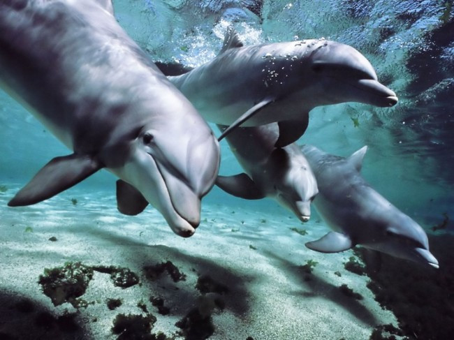 Τα δελφίνια ίσως και να είναι μαθηματικές ιδιοφυϊες
