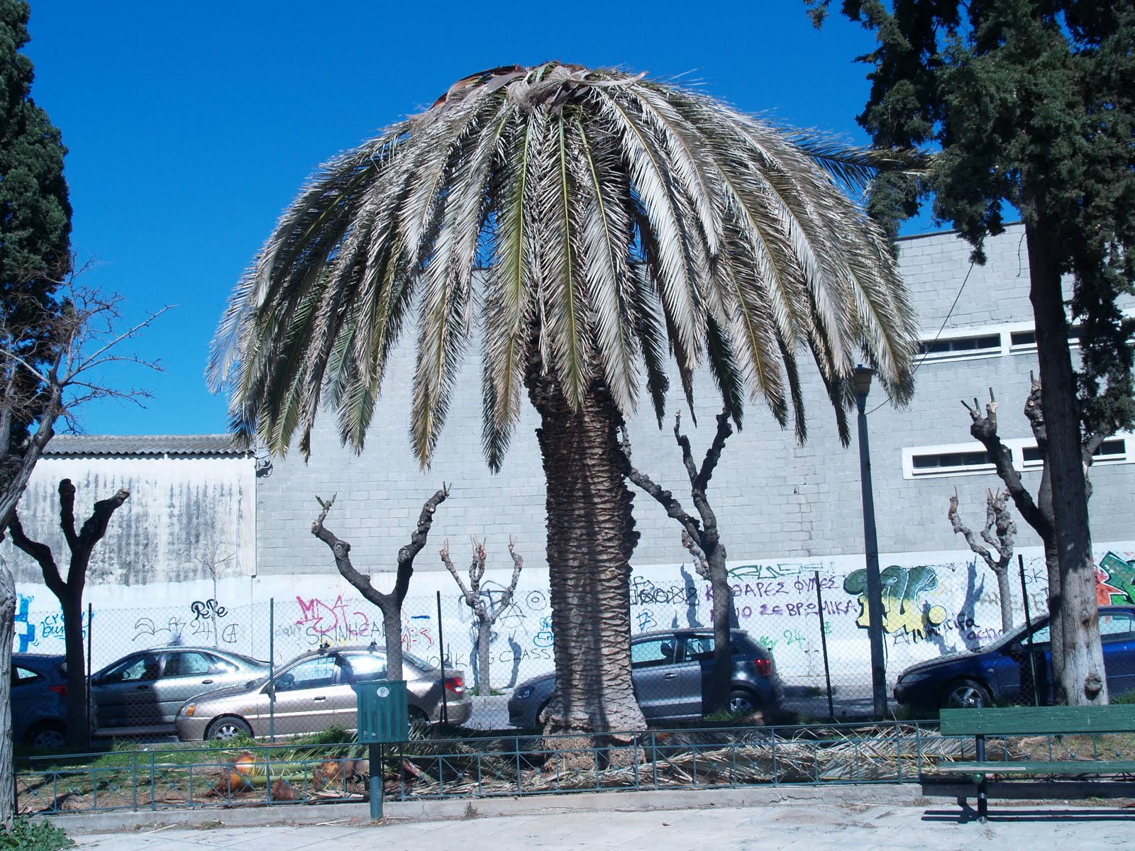 SOS εκπέμπουν οι ιστορικοί φοίνικες της Αθήνας