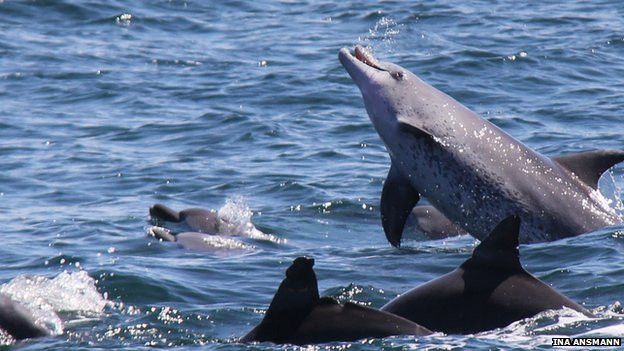 Διαιρεμένες κοινωνίες δελφινιών ενώνονται