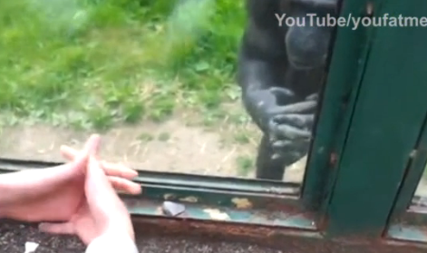 Χιμπατζής ζητά βοήθεια για να… δραπετεύσει