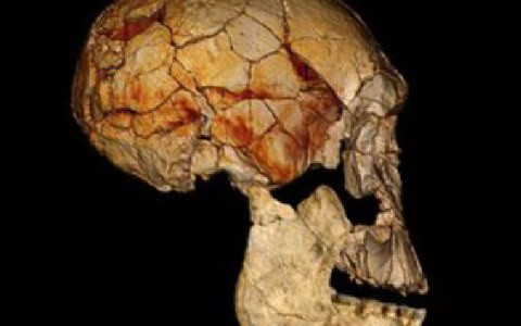 Homo Rudolfensis: Ανακαλύφθηκε νέος πρόγονος του ανθρώπου