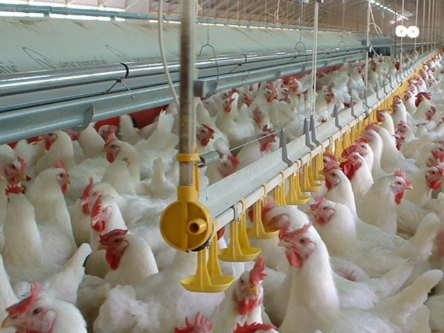 Πτηνοτροφικές επιχειρήσεις κατηγορούνται για πρακτικές «καρτέλ»