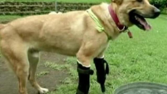 Σκύλος περπατά χάρη σε προσθετικά πόδια