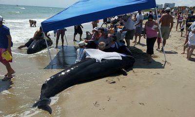 Είκοσι δύο φάλαινες πιλότοι εξόκειλαν στις ακτές της Φλόριντα