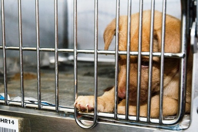 Ζητούν την απαγόρευση πώλησης ζώων από τα pet shop