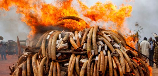 Η σφαγή των ελεφάντων χρηματοδοτεί τις συγκρούσεις στην Αφρική