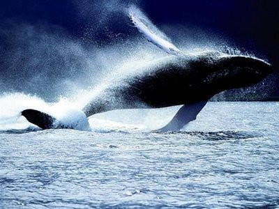 «Μαμάκηδες» οι αρσενικές φάλαινες «δολοφόνοι»