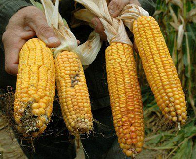 Σταματά η Ρωσία την εισαγωγή καλαμποκιού της Monsanto