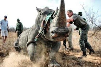 Ρεκόρ λαθροθηρίας ρινόκερων στη Νότιο Αφρική το 2012
