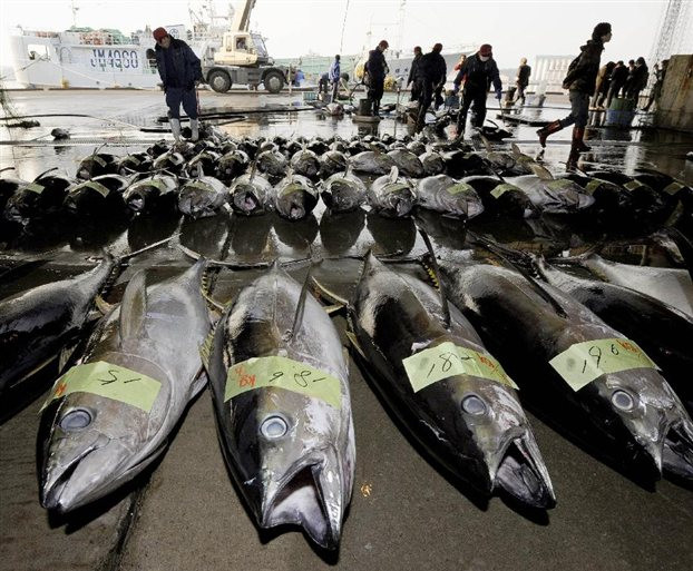 Ραδιενεργά για μια δεκαετία θα παραμείνουν τα ψάρια της Φουκουσίμα