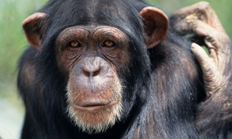 Και οι χιμπατζήδες περνούν κρίση μέσης ηλικίας;