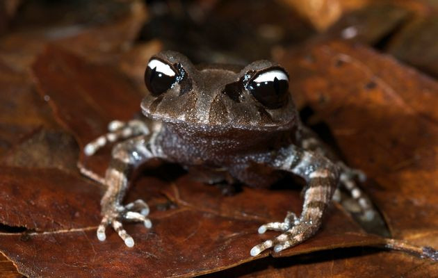 Βάτραχος που τραγουδά και διαβολική νυχτερίδα: 129 νέα είδη ζώων και φυτών