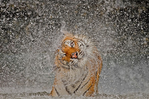 National Geographic: Οι καλύτερες φωτογραφίες του 2012