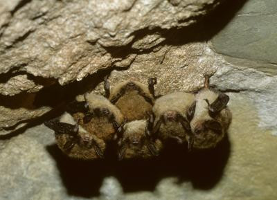 Ζευγάρια νυχτερίδων «συζούν» ανά διαστήματα