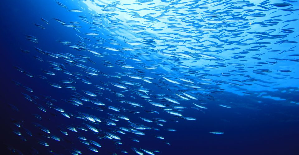 Μικρότερα και λιγότερα ψάρια τα επόμενα 50 χρόνια