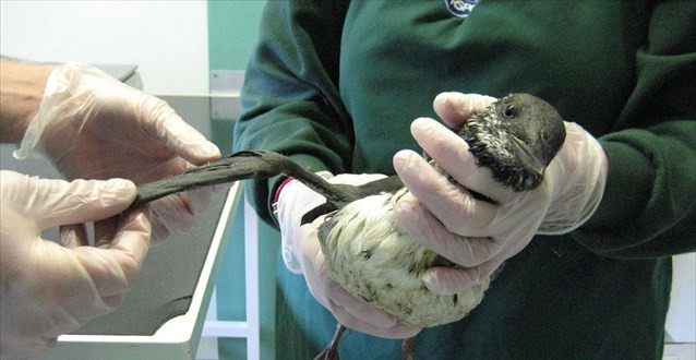 Μυστηριώδης κολλώδης ουσία σκοτώνει εκατοντάδες πτηνά στη Βρετανία