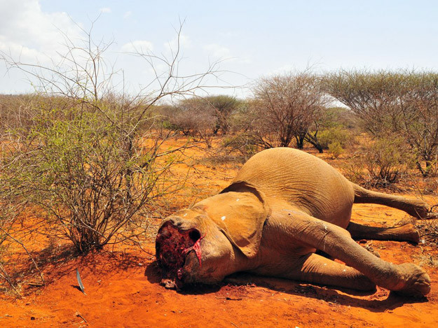 Γκαμπόν: Λαθροθήρες σκότωσαν 11.000 ελέφαντες σε μία δεκαετία