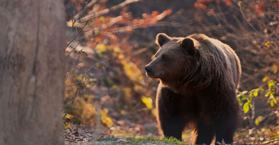 Άλλο ένα νεκρό αρκουδάκι σε τροχαίο στην Εγνατία