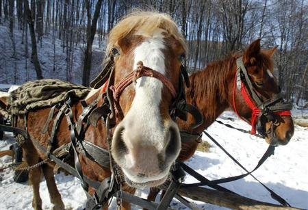 Εκατό κιλά κρέατος αλόγου με πλαστή ετικέτα στη Ρουμανία