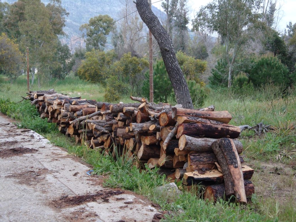 Κακούργημα η λαθροϋλοτομία