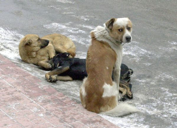 Τριάντα νεκροί σκύλοι στη Βαρυμπόμπη από φόλες