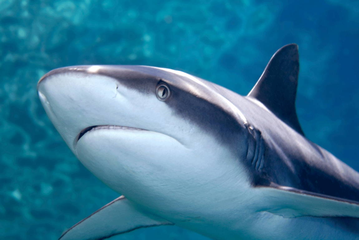 Περίπου 100 εκ. καρχαρίες θανατώνονται κάθε χρόνο