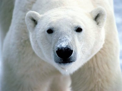ΗΠΑ και Ρωσία ενώνονται για την προστασία της πολικής αρκούδας