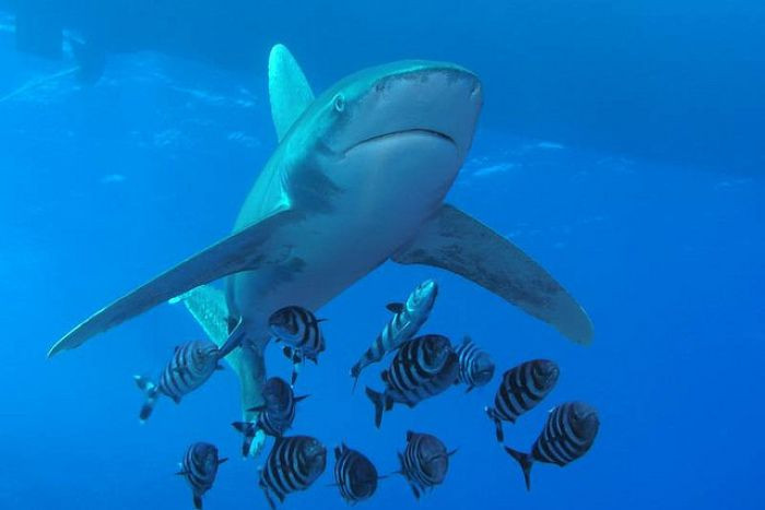 Σε καθεστώς προστασίας τέσσερα είδη καρχαριών